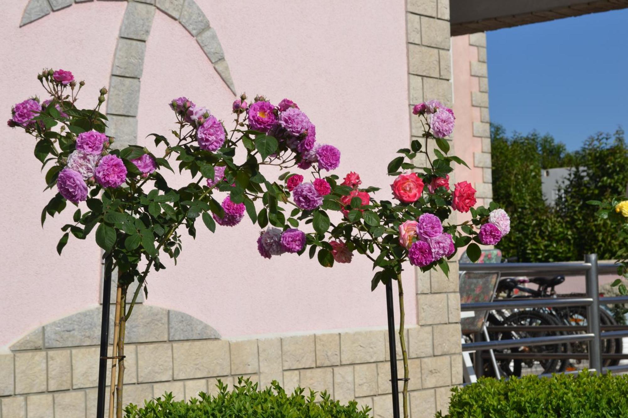 Villa Baldi -Apartmani Danny Tar-Vabriga Exterior photo